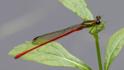 Telebasis garleppi (Montane Firetail) male-2.jpg